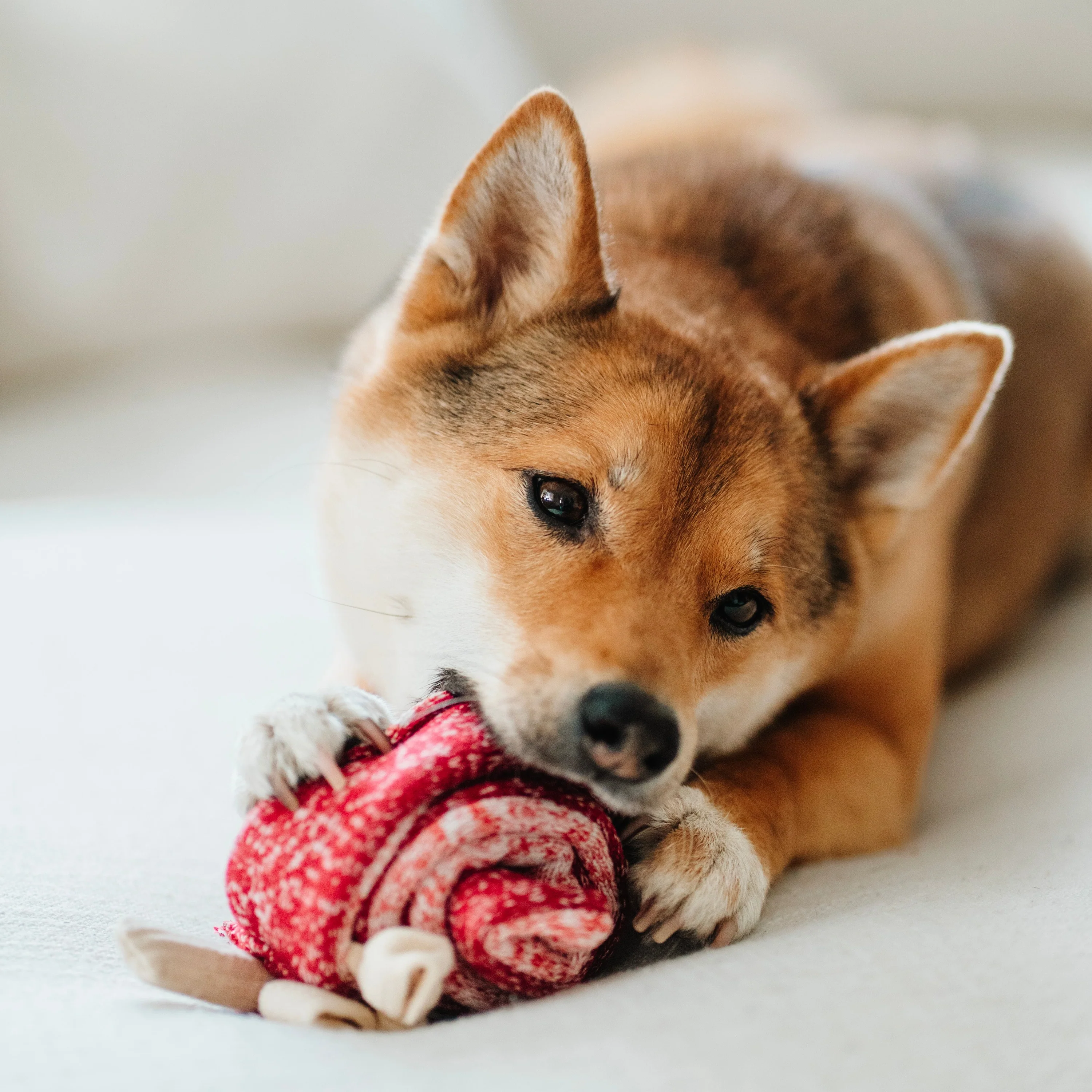 LAMBWOLF Schnüffelspielzeug Lutscher