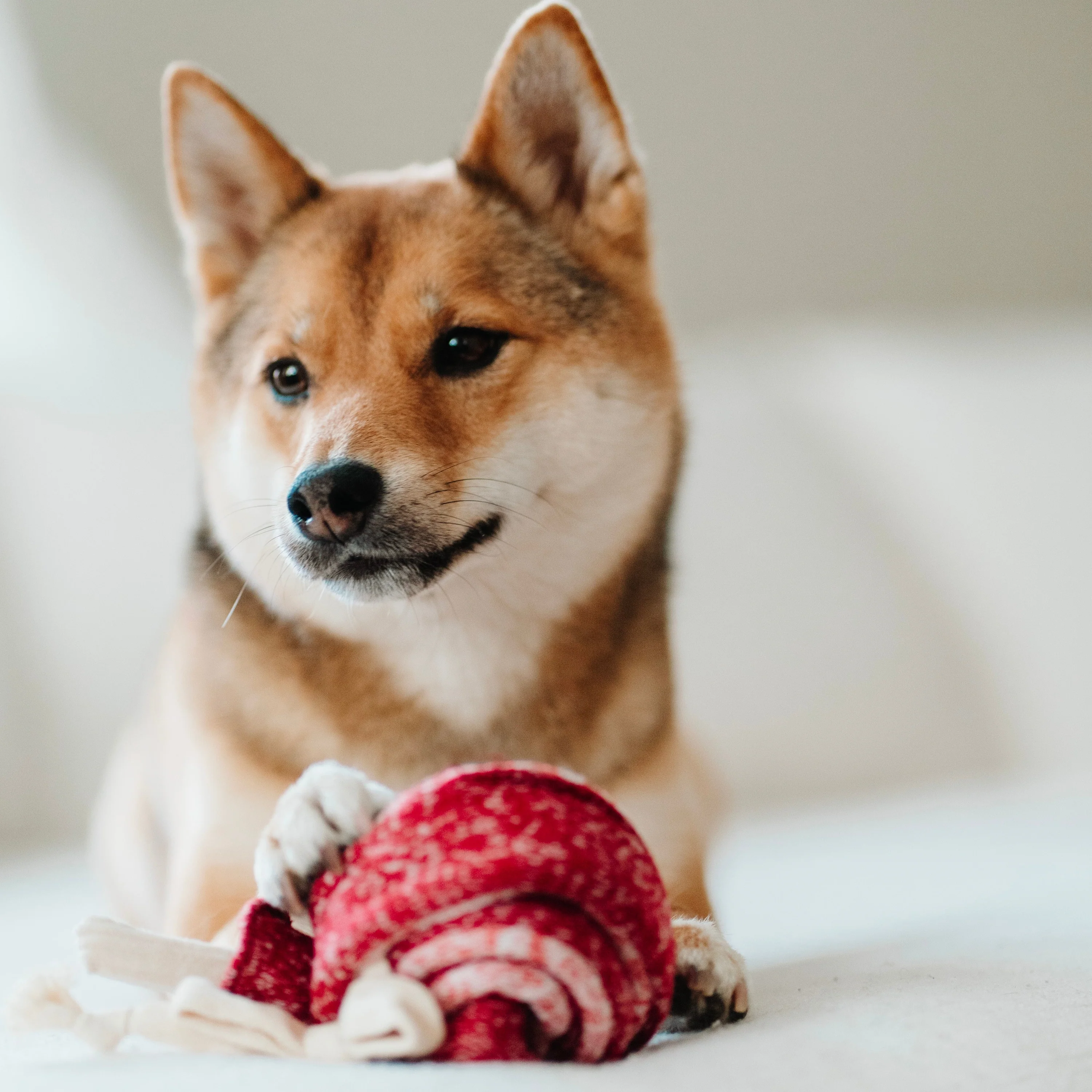 LAMBWOLF Schnüffelspielzeug Lutscher
