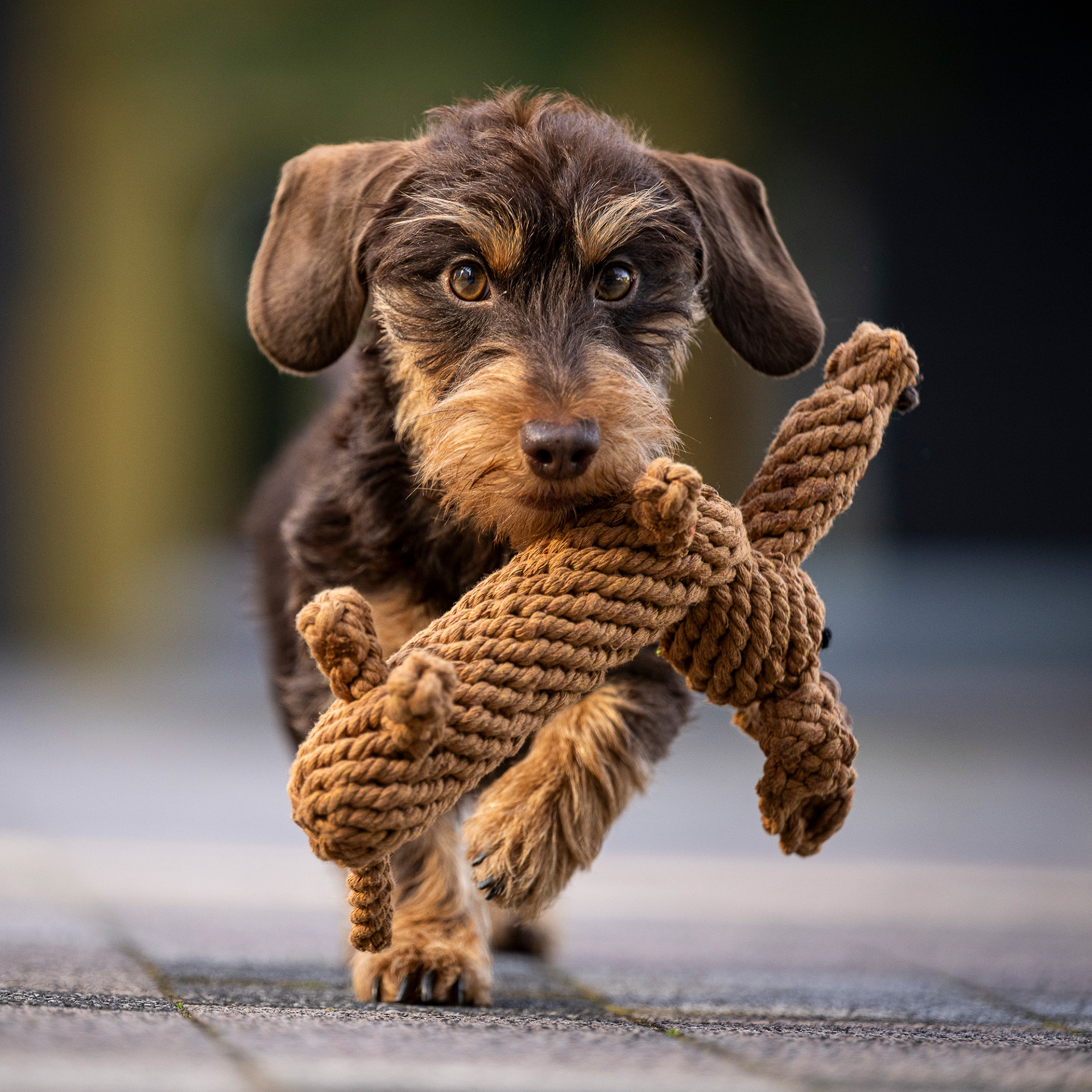 LABONI Diego Dackel - Kult-Spielzeug für Hunde