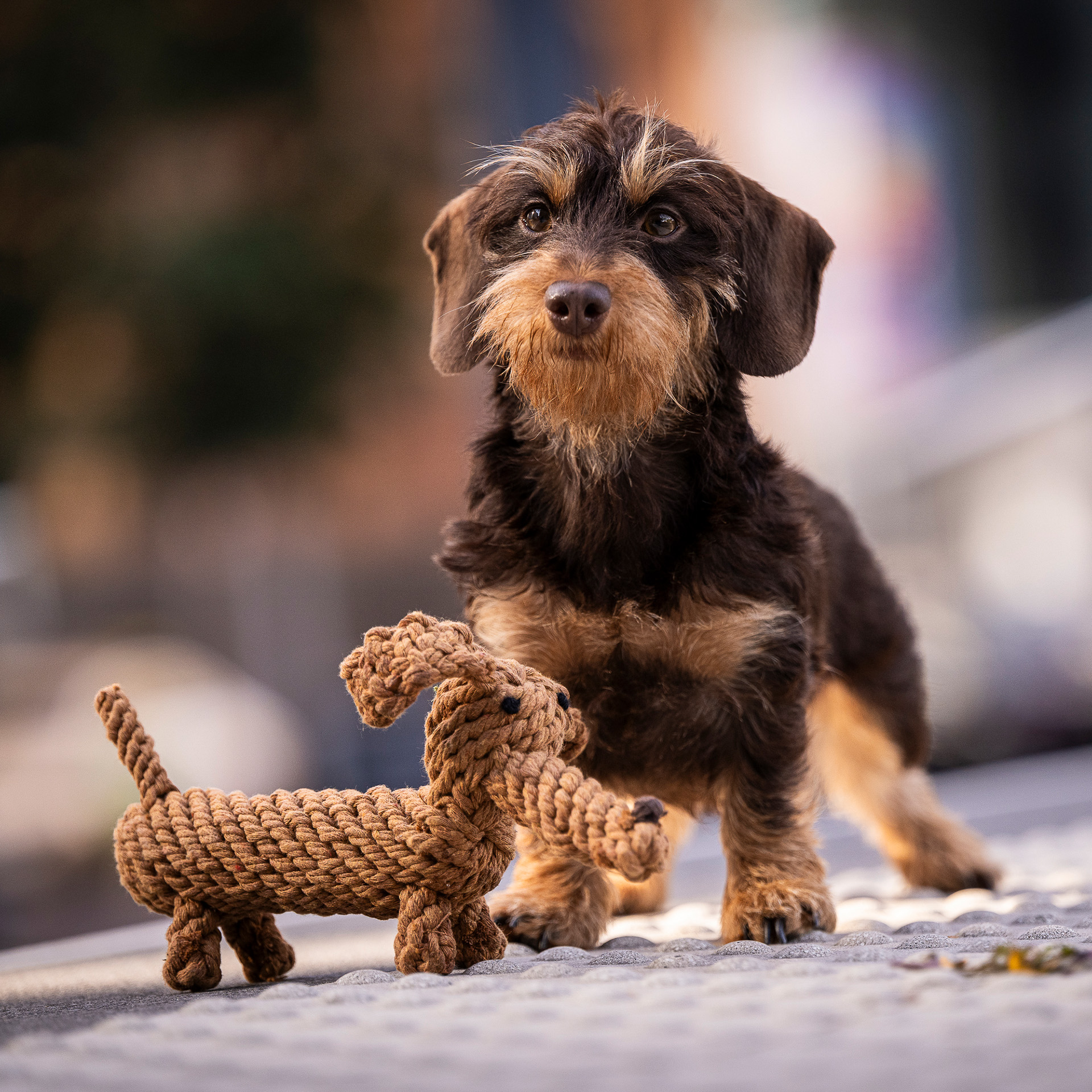 LABONI Diego Dackel - Kult-Spielzeug für Hunde