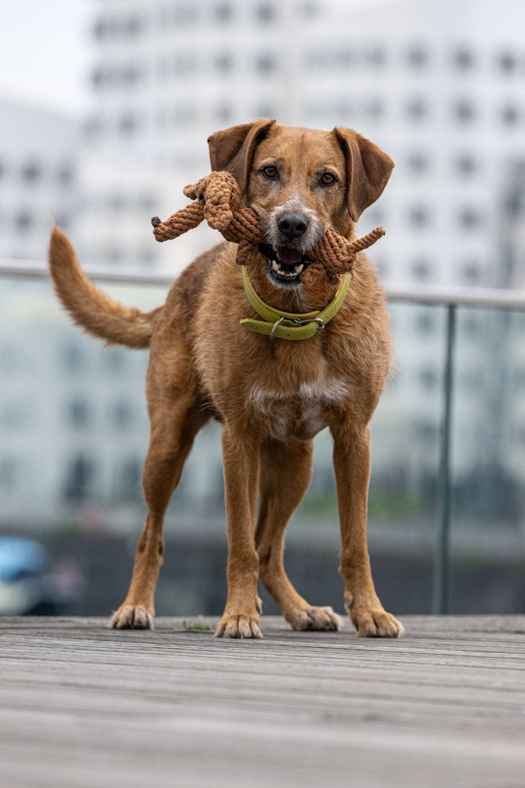 LABONI Diego Dackel - Kult-Spielzeug für Hunde