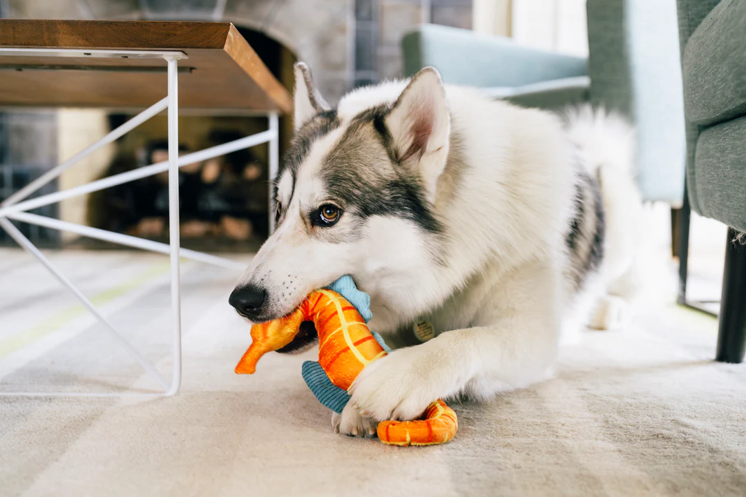 P.L.A.Y. Hundespielzeug Ocean Buddies Seahorse