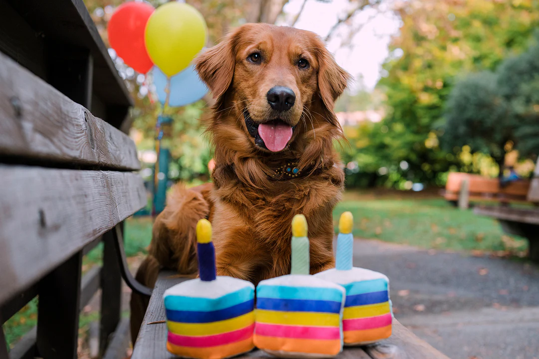 P.L.A.Y. Hundespielzeug Party Time Bone-appetite Cake