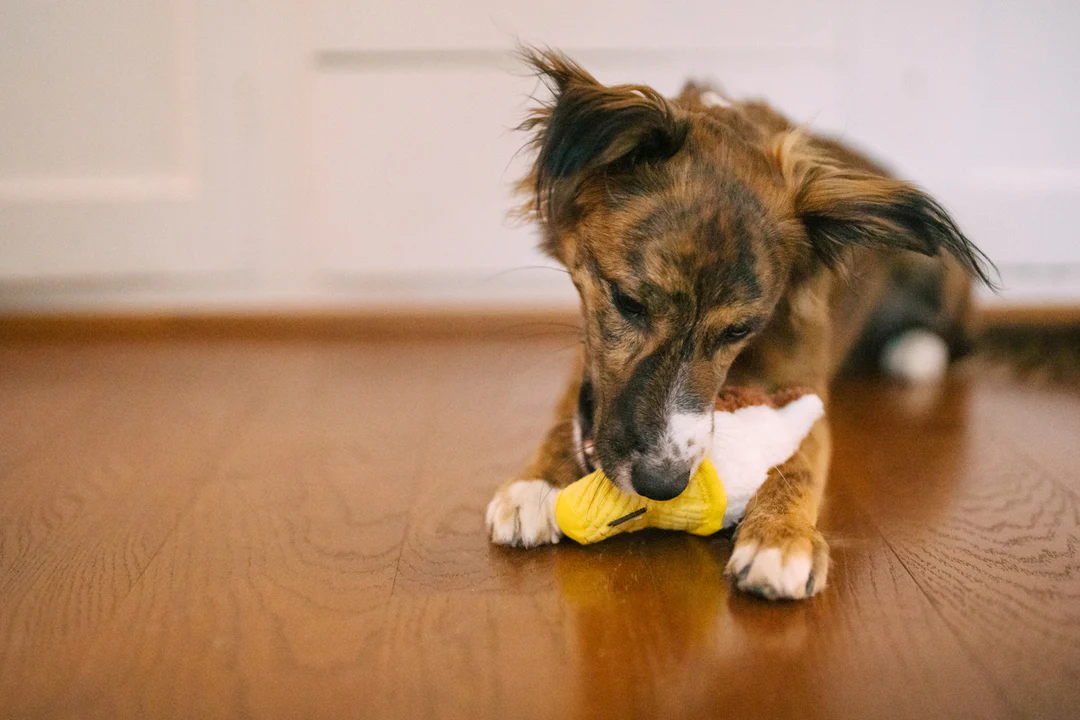 P.L.A.Y. Hundespielzeug Snack Attack Swirls n' Slobbers Soft Serve