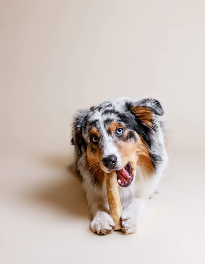 LILLABEL Kauknochen aus Kaffeeholz für Hunde – natürliches Kauspielzeug