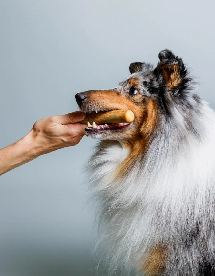 LILLABEL Kauknochen aus Kaffeeholz für Hunde – natürliches Kauspielzeug