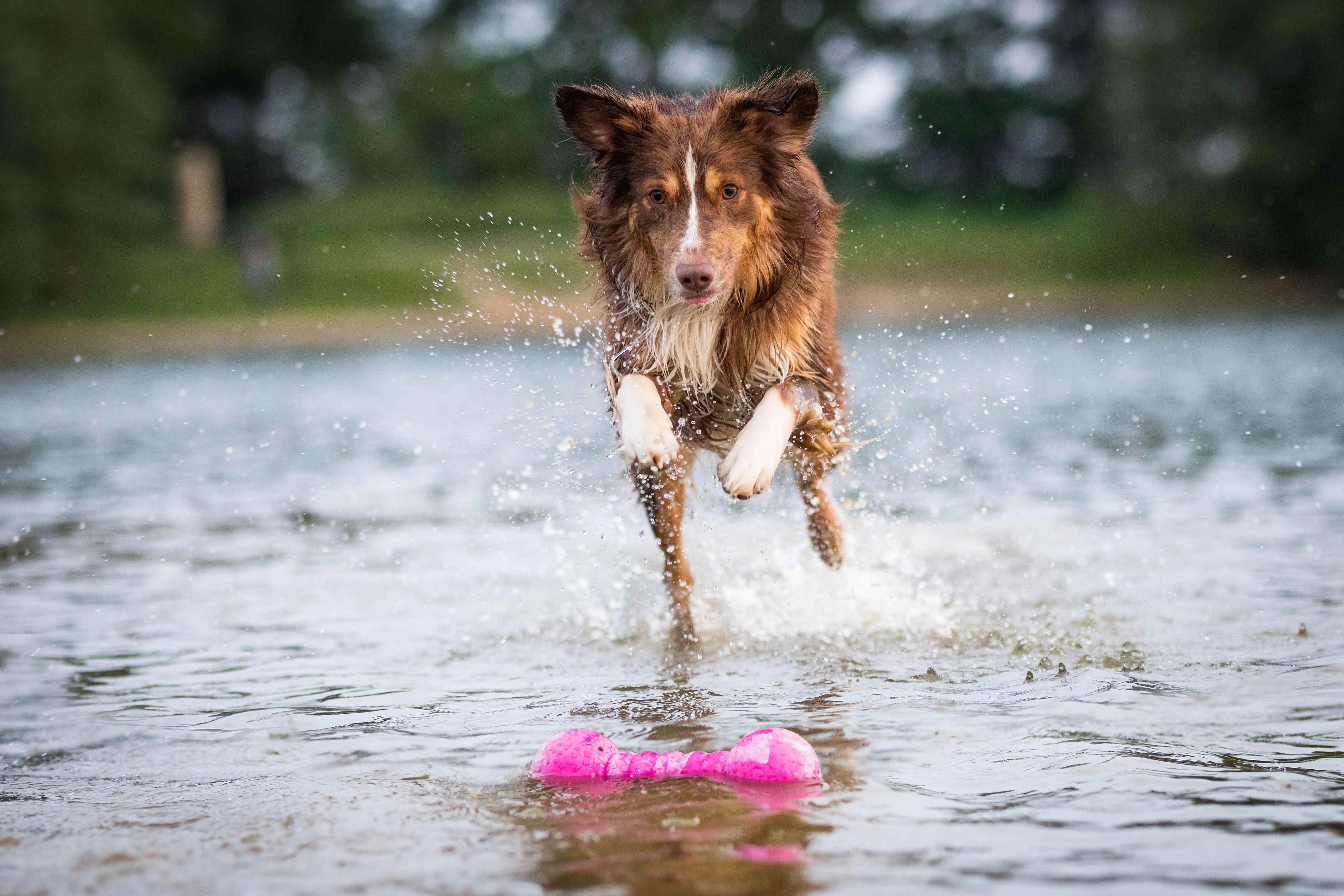 WOLTERS Dog Fun Gym