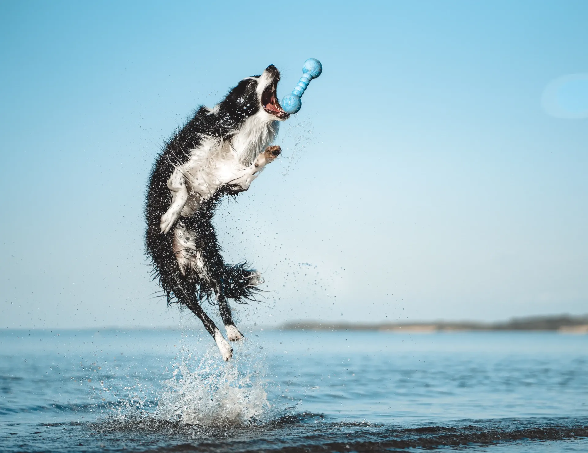 WOLTERS Dog Fun Gym