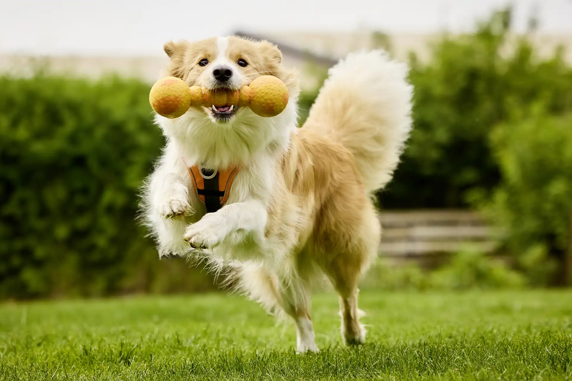 WOLTERS Dog Fun Gym