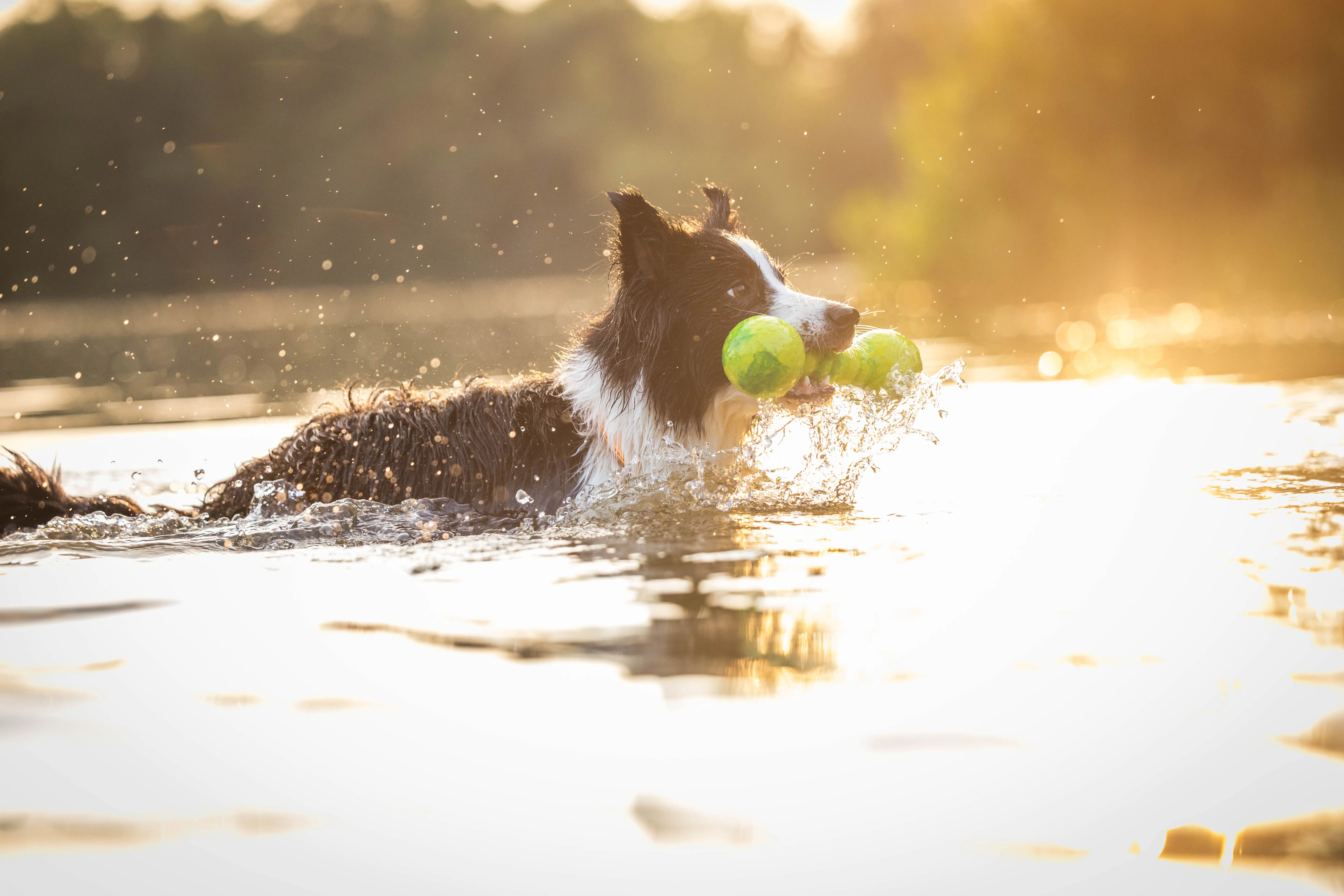 WOLTERS Dog Fun Gym