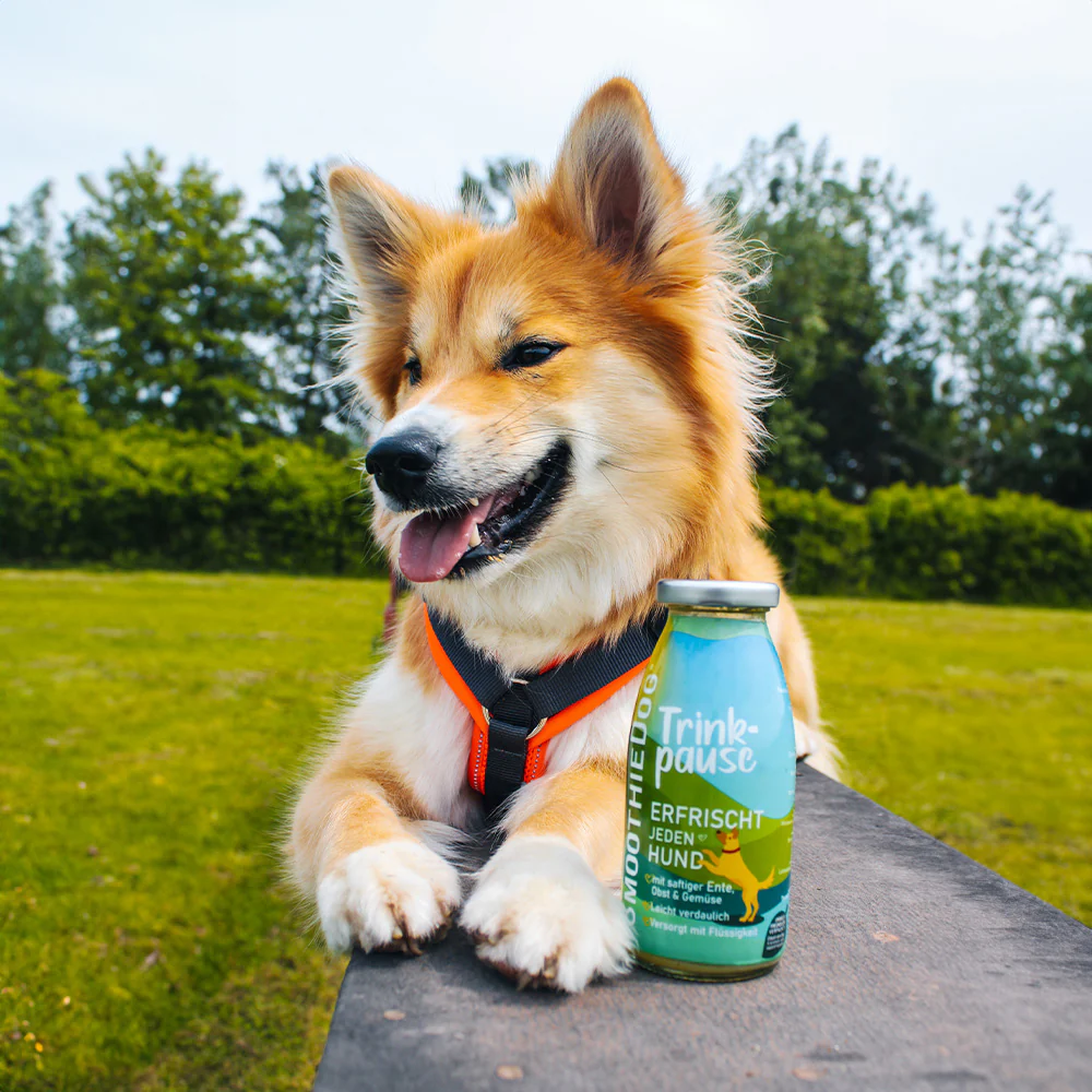 SmoothieDog Trinkpause