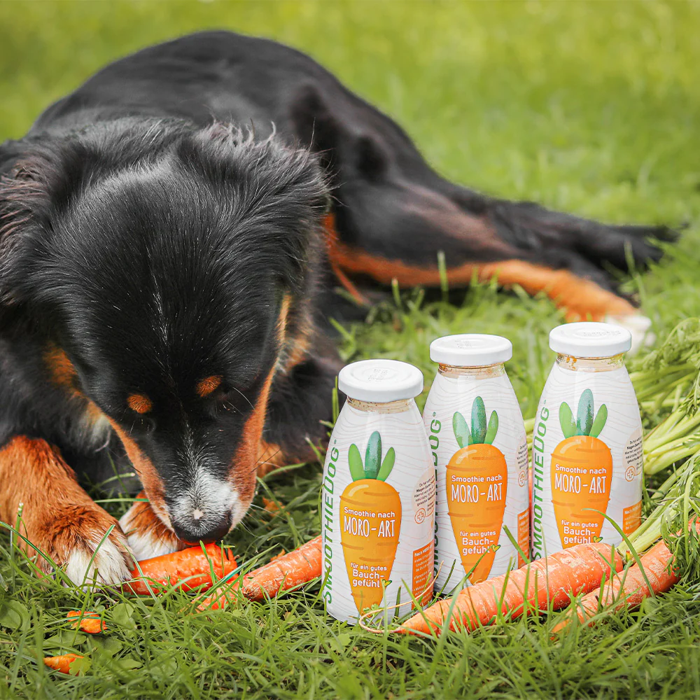 SmoothieDog Morosche Karottensuppe