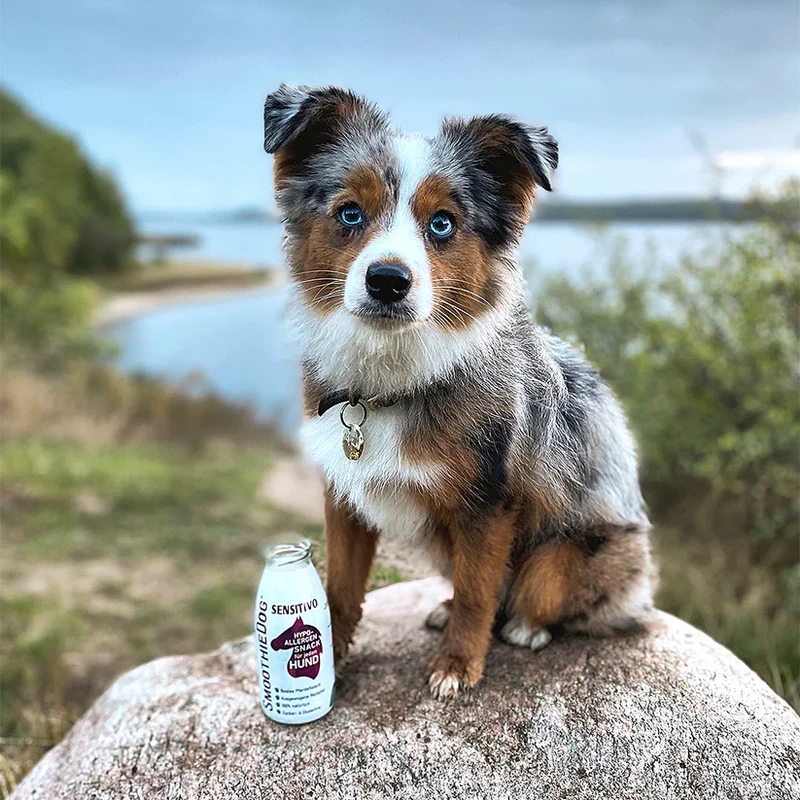 SmoothieDog  Sensitivo (Pferd)