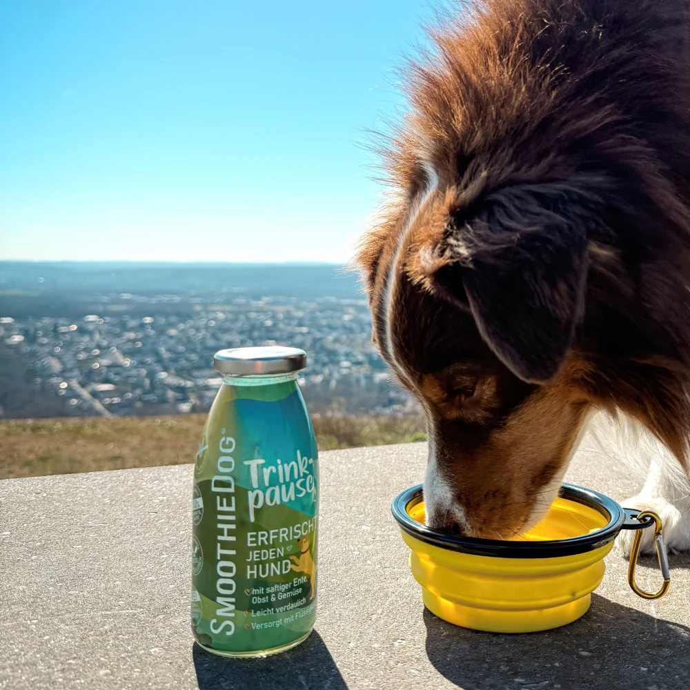 SmoothieDog Faltbarer Hundenapf