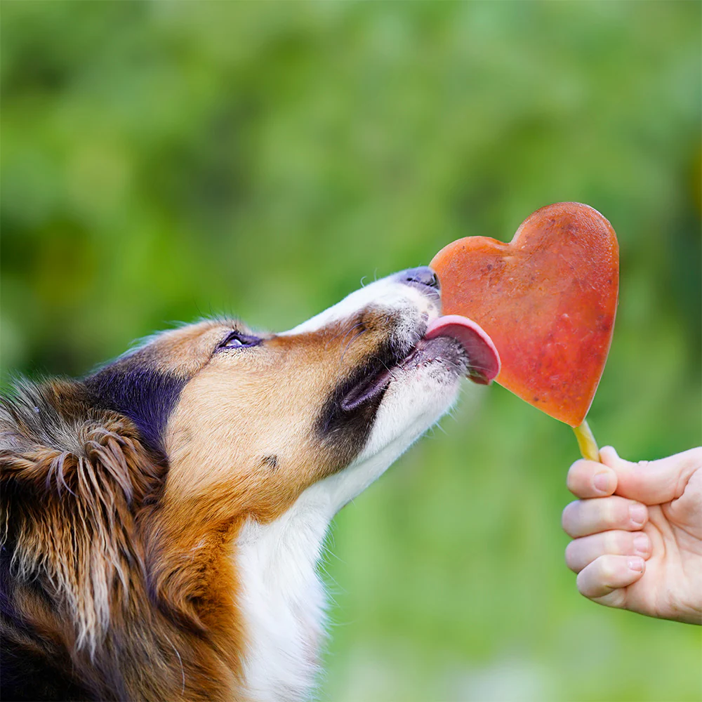 SmoothieDog Eisform