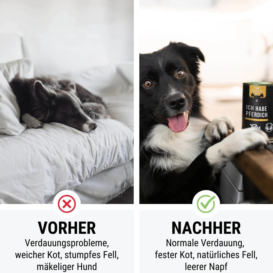 Tales & Tails Ich habe PFERDich - 400g