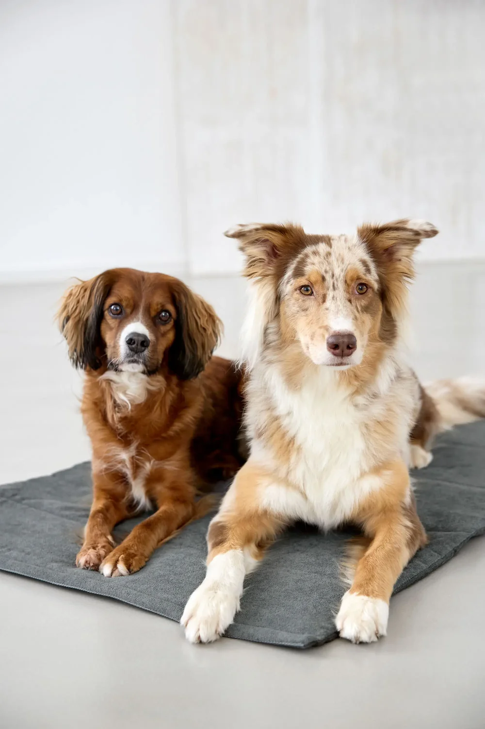 PALOPA Hundematte - Alma, Dunkelgrau