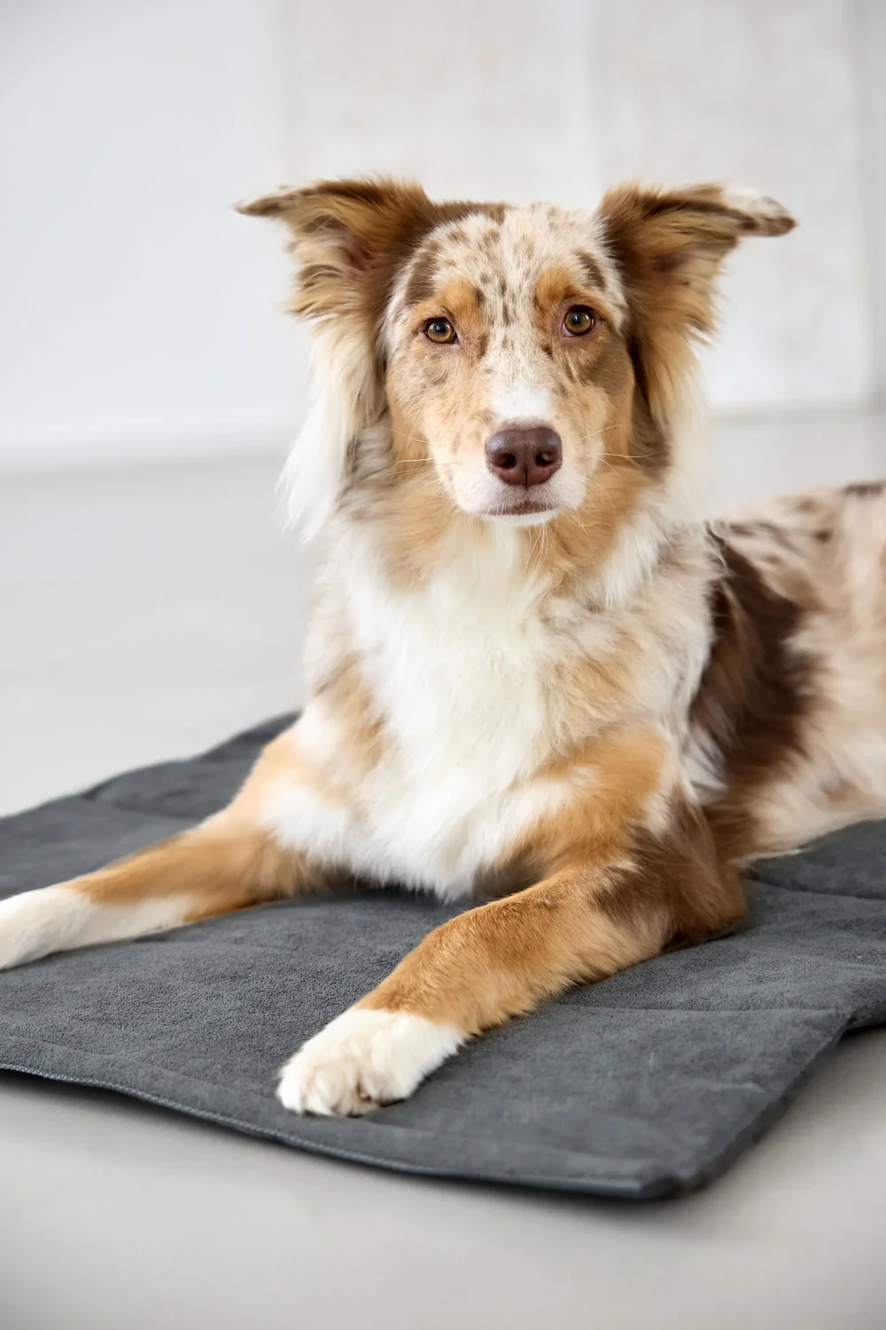 PALOPA Hundematte - Alma, Dunkelgrau