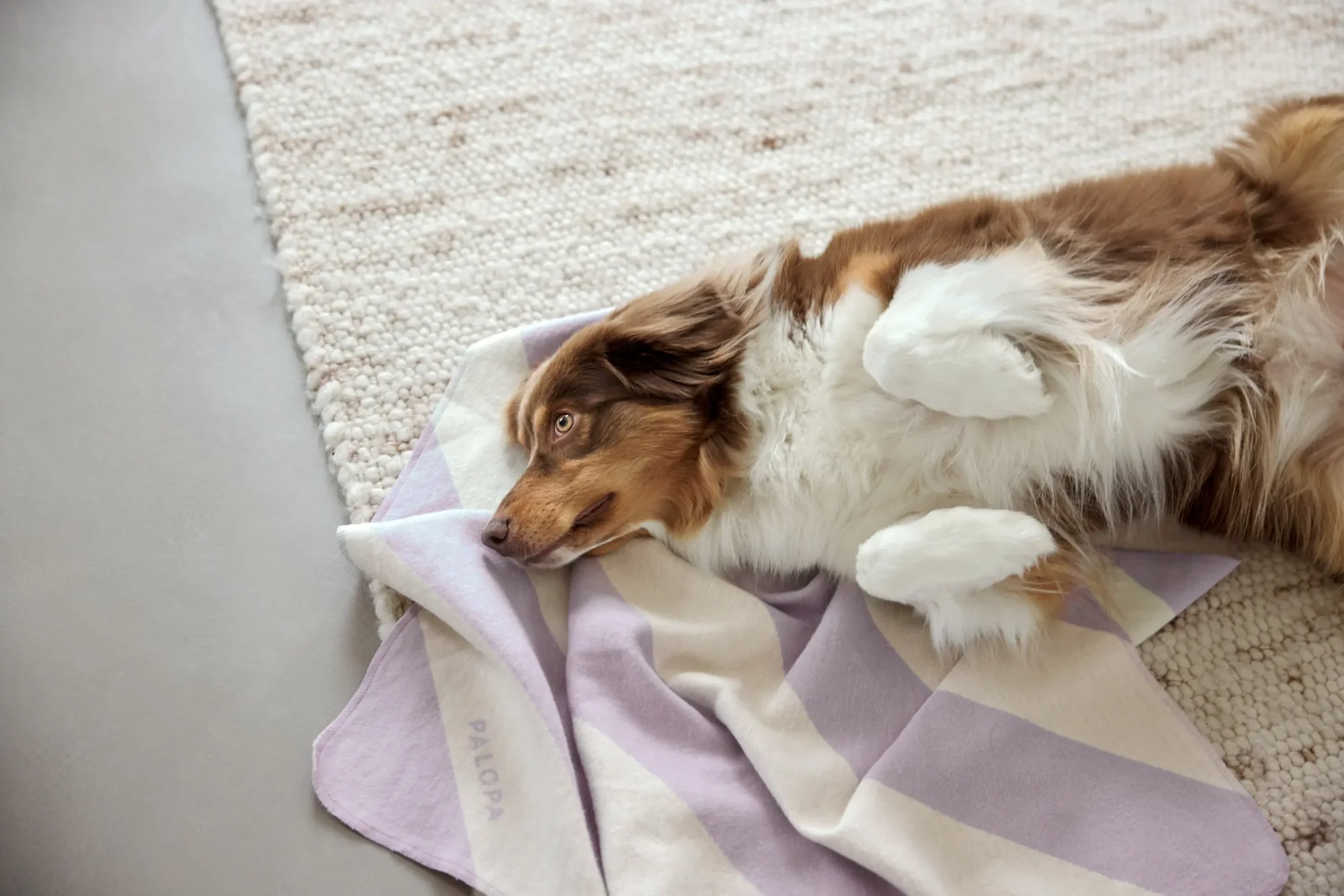 PALOPA Hundedecke M - Ida, Streifen Lila