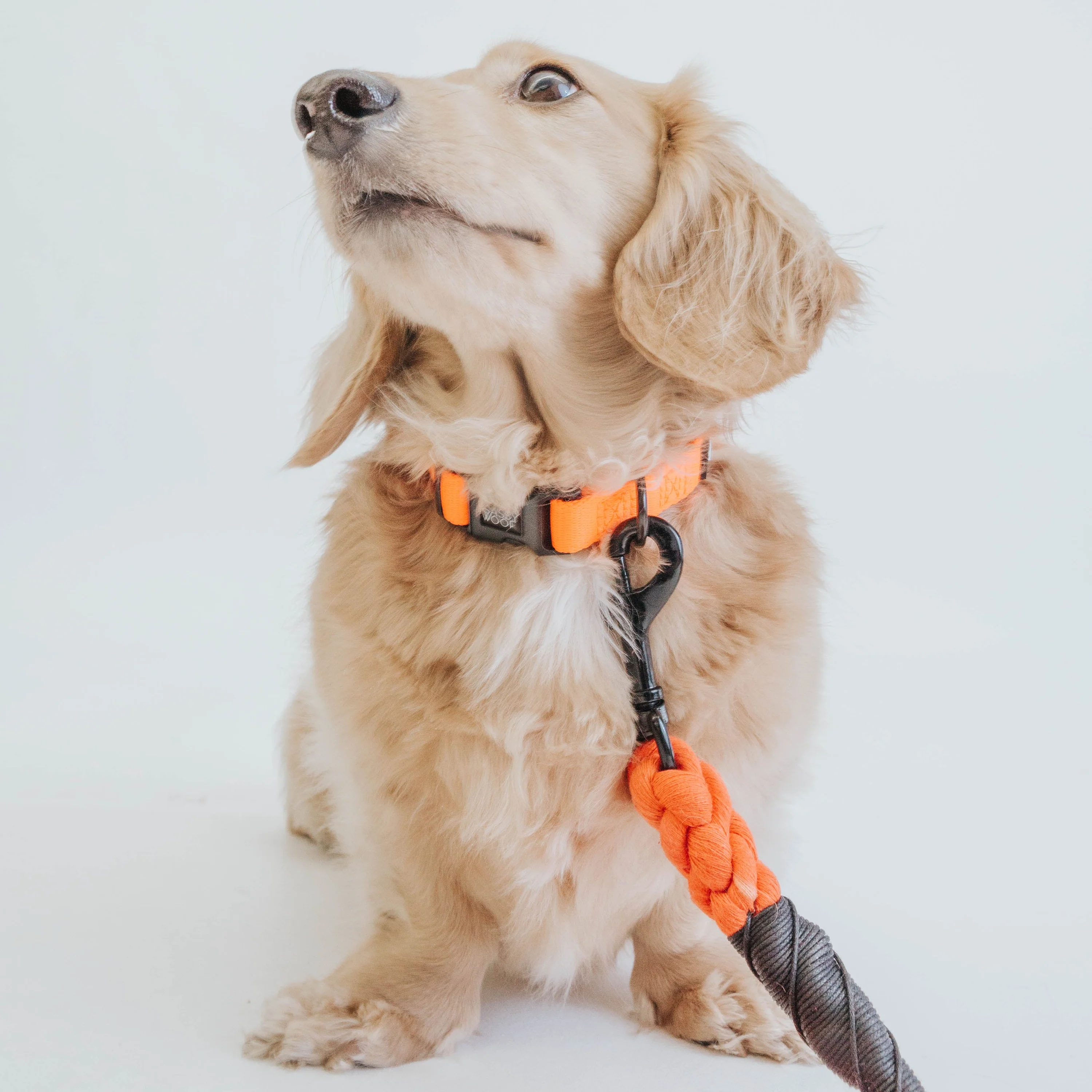 Sassy Woof Hundehalsband Neon Kollektion - Orange