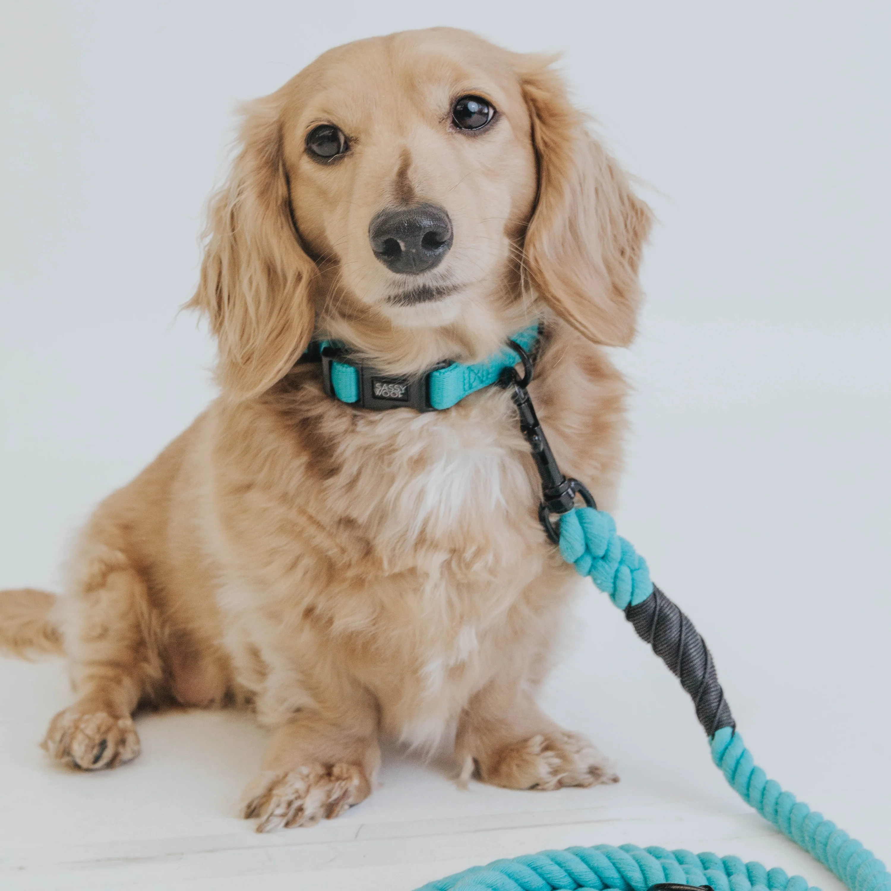 Sassy Woof Hundehalsband Neon Kollektion - Blau