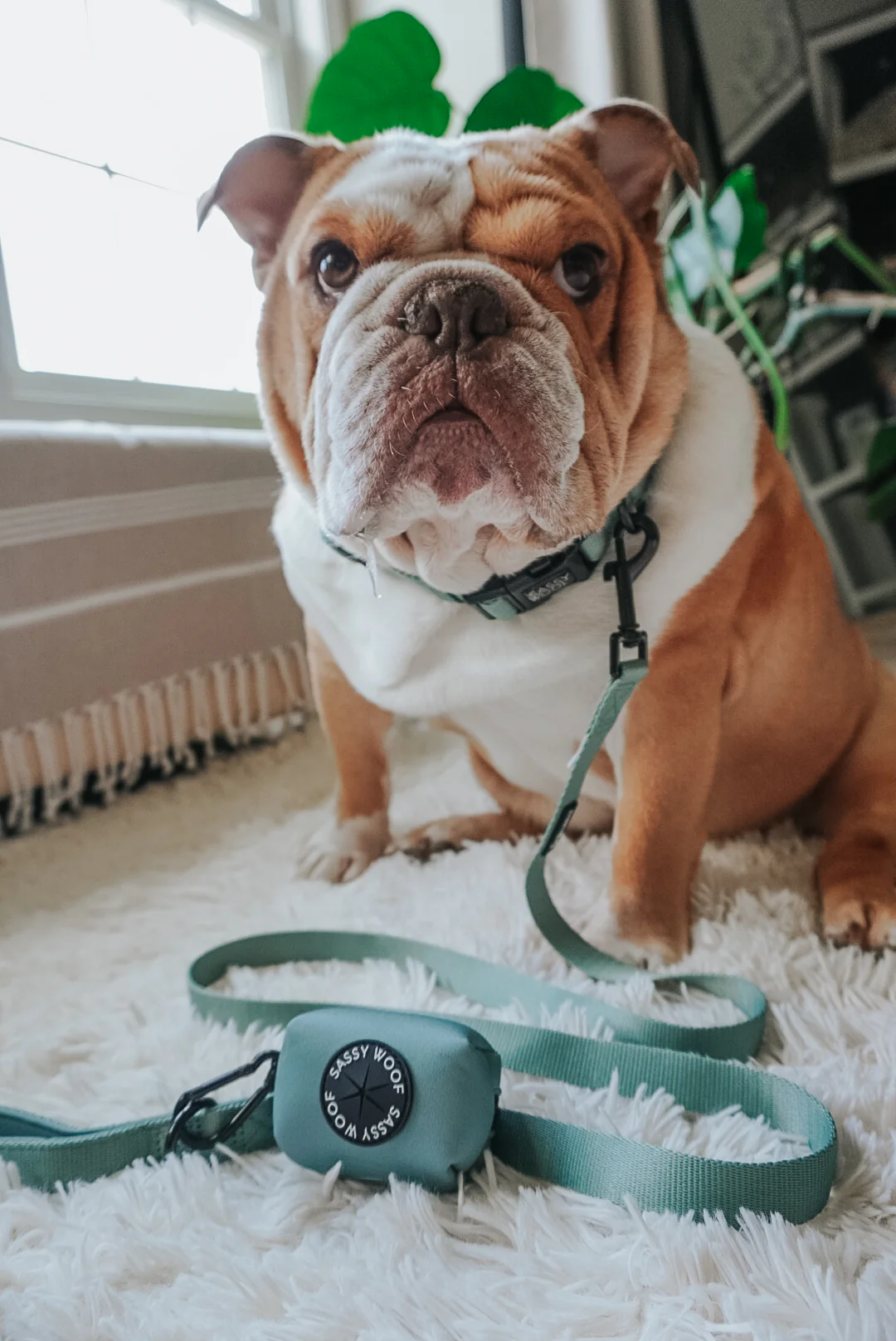 Sassy Woof Hundehalsband Salbeigrün