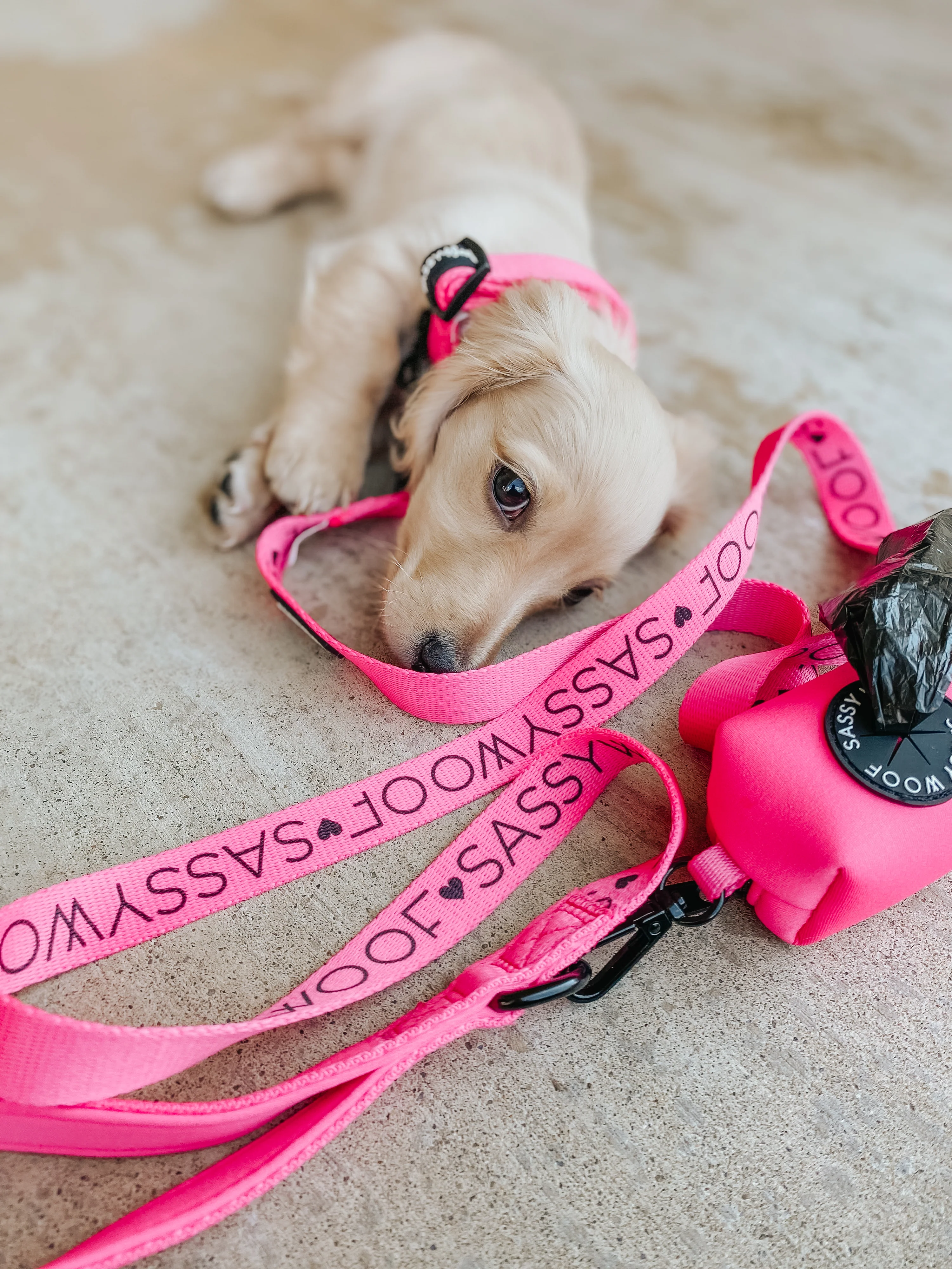 Sassy Woof Hundeleine Neon - Kollektion Pink