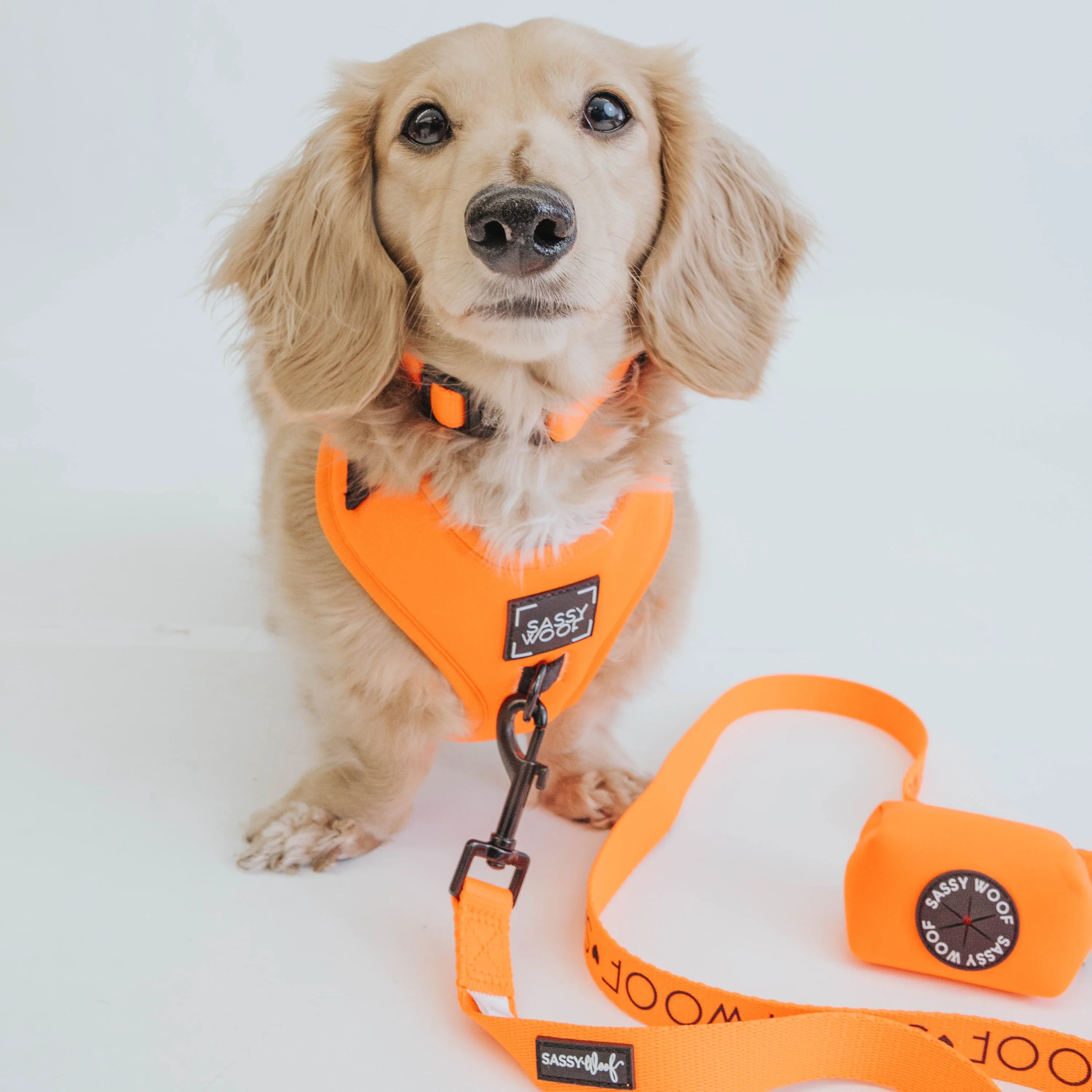 Sassy Woof Hundeleine Neon - Kollektion Orange