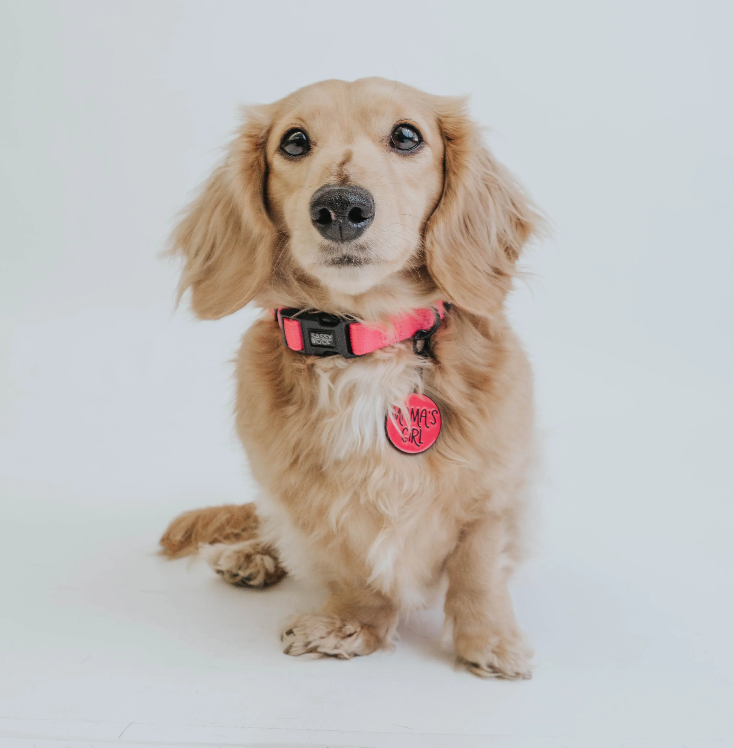Sassy Woof Hundehalsband Neon Kollektion - Pink