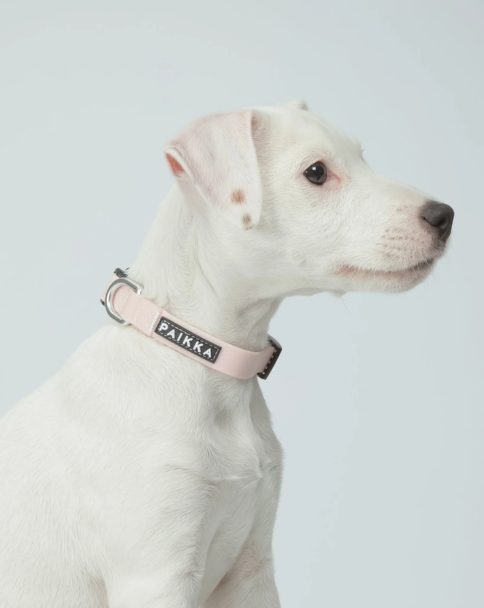 PAIKKA Glow Hundehalsband Rosa