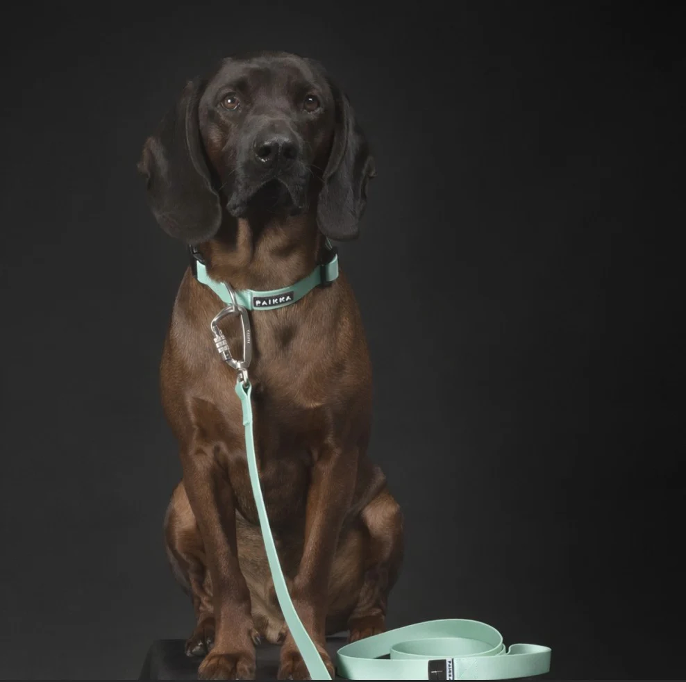 PAIKKA Glow Hundehalsband Rosa