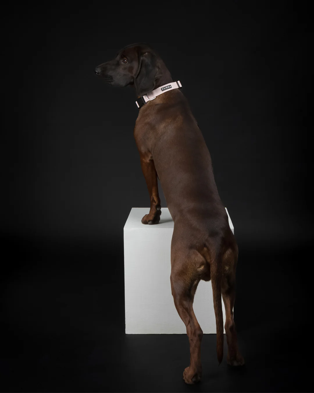 PAIKKA Glow Hundehalsband Cabbage